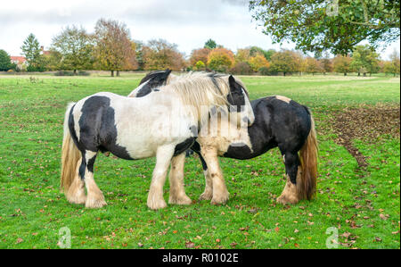 Shire cavalli su Minchinhampton comune; il Cotswolds; Gloucestershire, Regno Unito Foto Stock