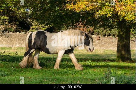 Cavallo al pascolo su Minchinhampton comune; il Cotswolds; Gloucestershire, Regno Unito Foto Stock