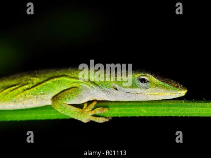 Un verde anole lizard (Anolis carolinensis) è leggermente ricoperta di rugiada come dorme su una pianta lo stelo durante le ore notturne. Foto Stock