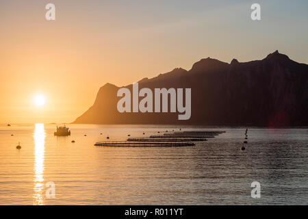 Allevamento di salmoni in fjord Mefjord, il tramonto sul mare e la gamma della montagna, retroilluminazione, salmone, Senja, Troms, Norvegia Foto Stock