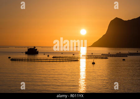 Allevamento di salmoni in fjord Mefjord, il tramonto sul mare e la gamma della montagna, serata estiva, salmone, Senja, Troms, Norvegia Foto Stock