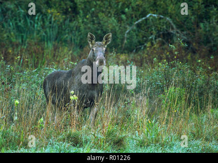 La femmina elk al mattino è venuto fuori su un prato di spessi cespugli e guarda dritto. La Polonia in autunno, in settembre. Chiudere, vista orizzontale. Foto Stock