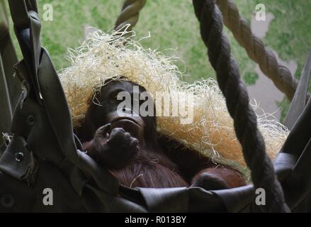 Ottobre 26, 2018 - Parigi, Francia: Un orang-outan con paglia sul suo capo allo zoo del francese il Museo Nazionale di Storia Naturale. Une orang-outan avec de la paille sur sa tete a la menagerie du Jardin des Plantes. *** La Francia / NESSUNA VENDITA A MEDIA FRANCESI *** Foto Stock