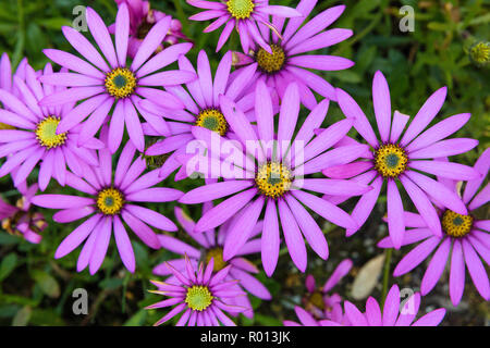Piante esotiche sul display a Tresco Abbey Gardens, isole Scilly, Inghilterra. Foto Stock