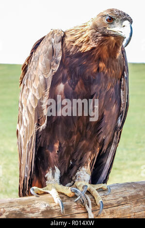 Appollaiato & tethered golden eagle utilizzati da aquila kazaka cacciatore in Mongolia Foto Stock