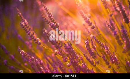 Bella la lavanda in sunset flare. Fiori estivi, close-up di luminoso prato estivo e raggi solari. Idilliaco sullo sfondo della natura Foto Stock