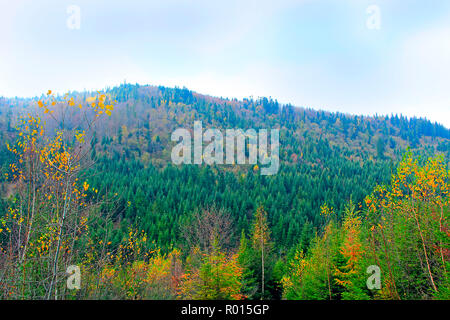 Collina ricoperta di abete rosso. Paesaggio forestale. Wild verde bosco di abeti. La foresta di conifere. Vista sugli alberi di foreste conifere nei Carpazi Foto Stock