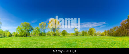 Molla panoramico paesaggio estivo. Verde erba di prato, giallo tarassaco fiori e alberi verdi sotto il cielo blu, giornata di sole. Idilliaco paesaggio di natura Foto Stock