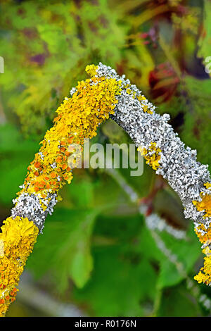 Giallo e Bianco lichene ad albero a forma di V Foto Stock