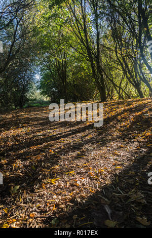 Colori luminosi di autunno o cadere con la caduta foglie mentre passeggiate nel parco nel bosco su un soleggiato ottobre mattina a Blackpool, Lancashire, Inghilterra, Regno Unito Foto Stock