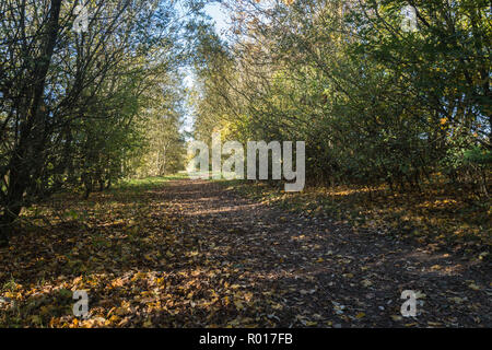 Colori luminosi di autunno o cadere con la caduta foglie mentre passeggiate nel parco nel bosco su un soleggiato ottobre mattina a Blackpool, Lancashire, Inghilterra, Regno Unito Foto Stock