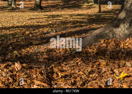 Colori luminosi di autunno o cadere con la caduta foglie mentre passeggiate nel parco nel bosco su un soleggiato ottobre mattina a Blackpool, Lancashire, Inghilterra, Regno Unito Foto Stock