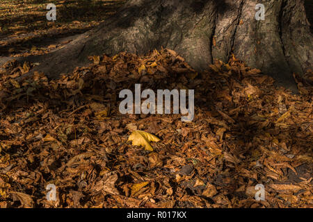 Colori luminosi di autunno o cadere con la caduta foglie mentre passeggiate nel parco nel bosco su un soleggiato ottobre mattina a Blackpool, Lancashire, Inghilterra, Regno Unito Foto Stock