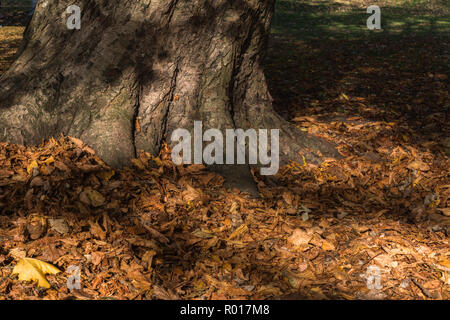 Colori luminosi di autunno o cadere con la caduta foglie mentre passeggiate nel parco nel bosco su un soleggiato ottobre mattina a Blackpool, Lancashire, Inghilterra, Regno Unito Foto Stock