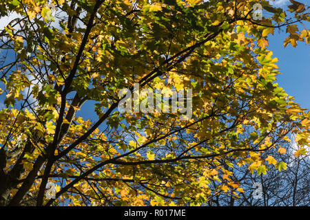 Colori luminosi di autunno o cadere con la caduta foglie mentre passeggiate nel parco nel bosco su un soleggiato ottobre mattina a Blackpool, Lancashire, Inghilterra, Regno Unito Foto Stock