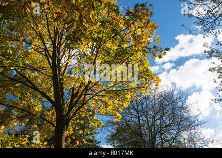 Colori luminosi di autunno o cadere con la caduta foglie mentre passeggiate nel parco nel bosco su un soleggiato ottobre mattina a Blackpool, Lancashire, Inghilterra, Regno Unito Foto Stock