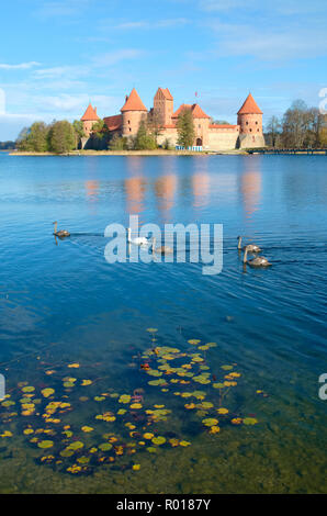 Il castello medievale di Trakai, Vilnius, Lituania, Europa orientale, situato tra bellissimi laghi e la natura con la famiglia dei cigni e piante acquatiche Foto Stock