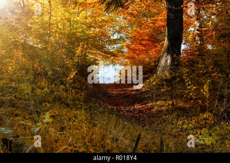 Percorso in autunno la foresta, il sole splende attraverso gli alberi. Il fogliame di autunno Foto Stock