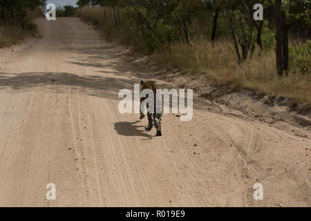 Leopard (Panthera pardus) camminando lungo una via lontano dalla telecamera in Sabi Sands, maggiore Kruger, Sud Africa Foto Stock