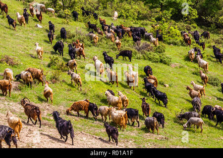 Iznik, Turchia, 9 Maggio 2012: gregge di capre sul pendio di una collina. Foto Stock