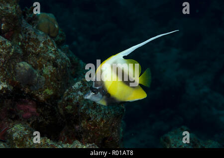 Mar Rosso, Bannerfish Heniochus intermedius, sulla barriera corallina, Hamata, Mar Rosso, Egitto Foto Stock