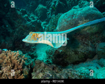 Blue Spotted Stingray o Bluespotted ribbontail ray, Taeniura lymma, nuoto, Mar Rosso, Egitto Foto Stock