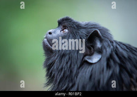 Red-Handed Tamarin closeup del viso e gli occhi Foto Stock