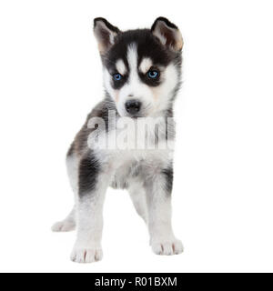 Siberian Husky cucciolo su sfondo bianco, nero e cane bianco con gli occhi blu. Foto Stock