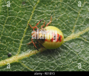 Vista dorsale di Betulla Shieldbug presto ninfa instar (Elasmostethus interstinctus) su foglie di betulla. Tipperary, Irlanda Foto Stock