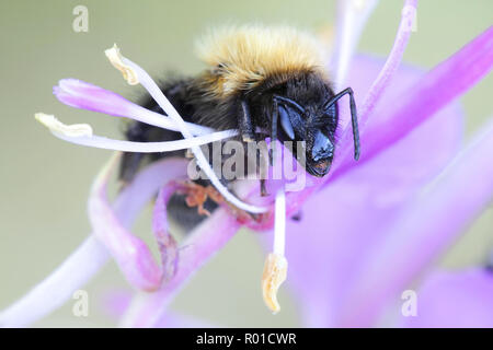 Bombus lucorum, il white-tailed bumblebee Foto Stock