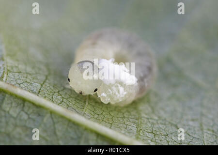 Eriocampa ovata, generalmente noto come il sawfly ontano o lanosi sawfly ontano, è una specie di sawfly comune nella famiglia Tenthredinidae Foto Stock