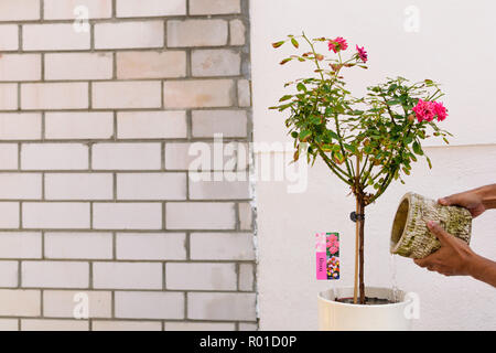 Rosa a secco in una pentola necessaria per essere irrigato Foto Stock