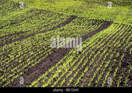 Cool-stagione di cereali in autunno, Oberweser, Weser Uplands, Weserbergland, Hesse, Germania Foto Stock