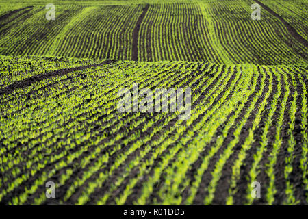Cool-stagione di cereali in autunno, Oberweser, Weser Uplands, Weserbergland, Hesse, Germania Foto Stock