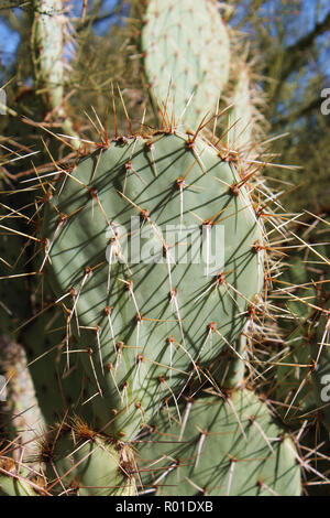 Close up di un Engelmann Ficodindia cactus nel deserto dell'Arizona, Stati Uniti d'America Foto Stock