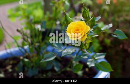 Flower Power oro rosa Patio Foto Stock