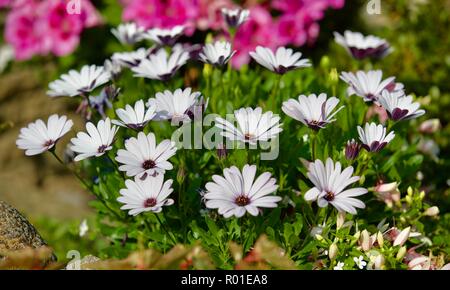 Osteospermum serenità White Foto Stock