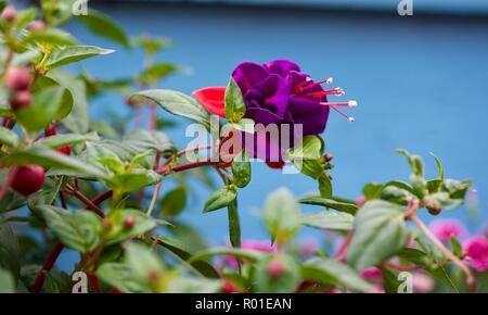 Bel rosso e viola fucsia con sfondo blu Foto Stock