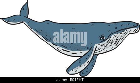 Disegno stile di disegno illustrativo di una megattera, una specie di balena baleen, con segni distintivi di forma del corpo, lunghe pinne pettorali e knobbly in testa Illustrazione Vettoriale