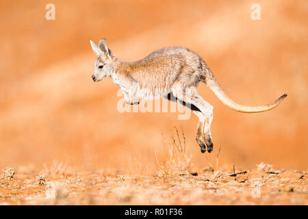 Wallaroo comune (Macropus robustus), saltando attraverso il suo habitat, giovane animale, South Australia, Australia Foto Stock