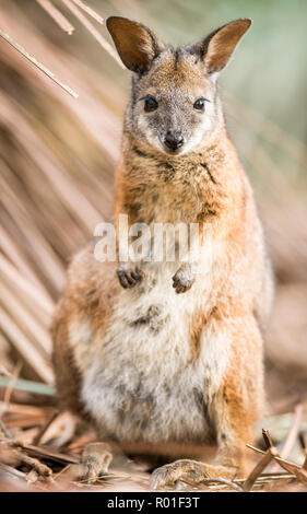 Tammar wallaby (Macropus eugenii), seduta nel sottobosco, South Australia, Australia Foto Stock