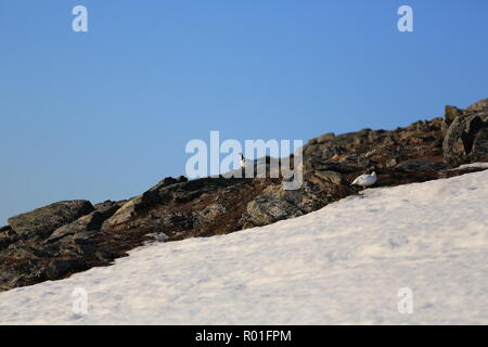 Pernice bianca/grouse su uno sperone e montagna innevata in primavera Foto Stock