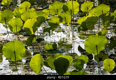 American Lotus (Nelumbo lutea), Michigan, Stati Uniti d'America, da Bruce Montagne/Dembinsky Foto Assoc Foto Stock