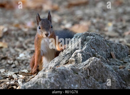 Eurasian red squirrel (Sciurus vulgaris), attentively behind rock, Stuttgart, Baden-Württemberg, Germany Foto Stock