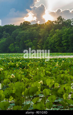 American Lotus (Nelumbo lutea), Michigan, Stati Uniti d'America, da Bruce Montagne/Dembinsky Foto Assoc Foto Stock