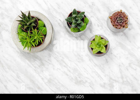 Le piante succulente in vasi di calcestruzzo su marmo bianco di sfondo, con copia spazio. Foto Stock