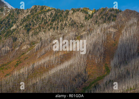 Scivoli di valanghe, Kootenay NP, British Columbia, Canada, da Bruce Montagne/Dembinsky Foto Assoc Foto Stock