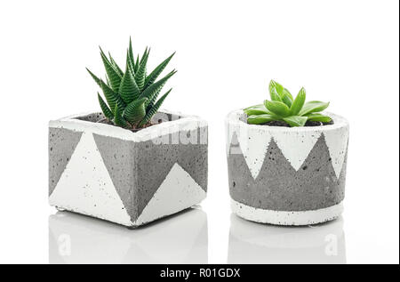 Due le piante succulente in calcestruzzo fatti a mano con le piantatrici White ornamento, isolati su sfondo bianco. Foto Stock