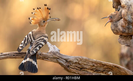 Upupa (Upupa epops) davanti alla grotta di allevamento con giovani bird, Riserva della Biosfera dell'Elba centrale, Sassonia-Anhalt, Germania Foto Stock