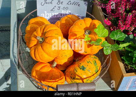 Fioraio vendita di zucche in miniatura (Cucurbita pepo) in alto : Street a Glastonbury, Somerset, Regno Unito Foto Stock